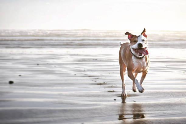 Little Creek Cove Beach Resort Newport Exteriér fotografie